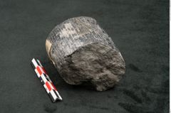 Foto (Seitenansicht) von Calamites communis Ettingshausen (NHMW-GEO-2024-0188-10962)